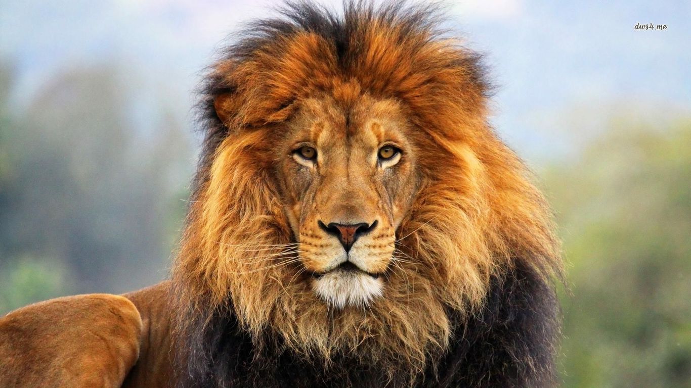 Real Lione