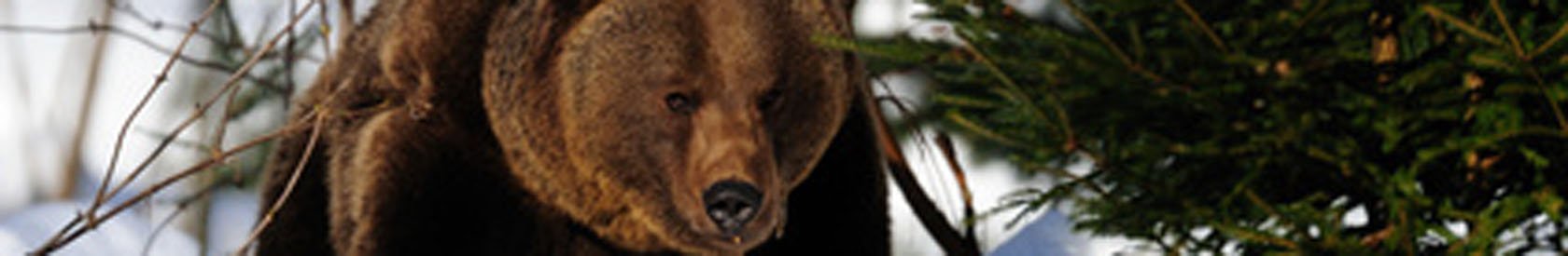 Suite au refus de Ségolène Royal de lâcher des ours, les associations remettent une pétition de plus de 25 000 signatures