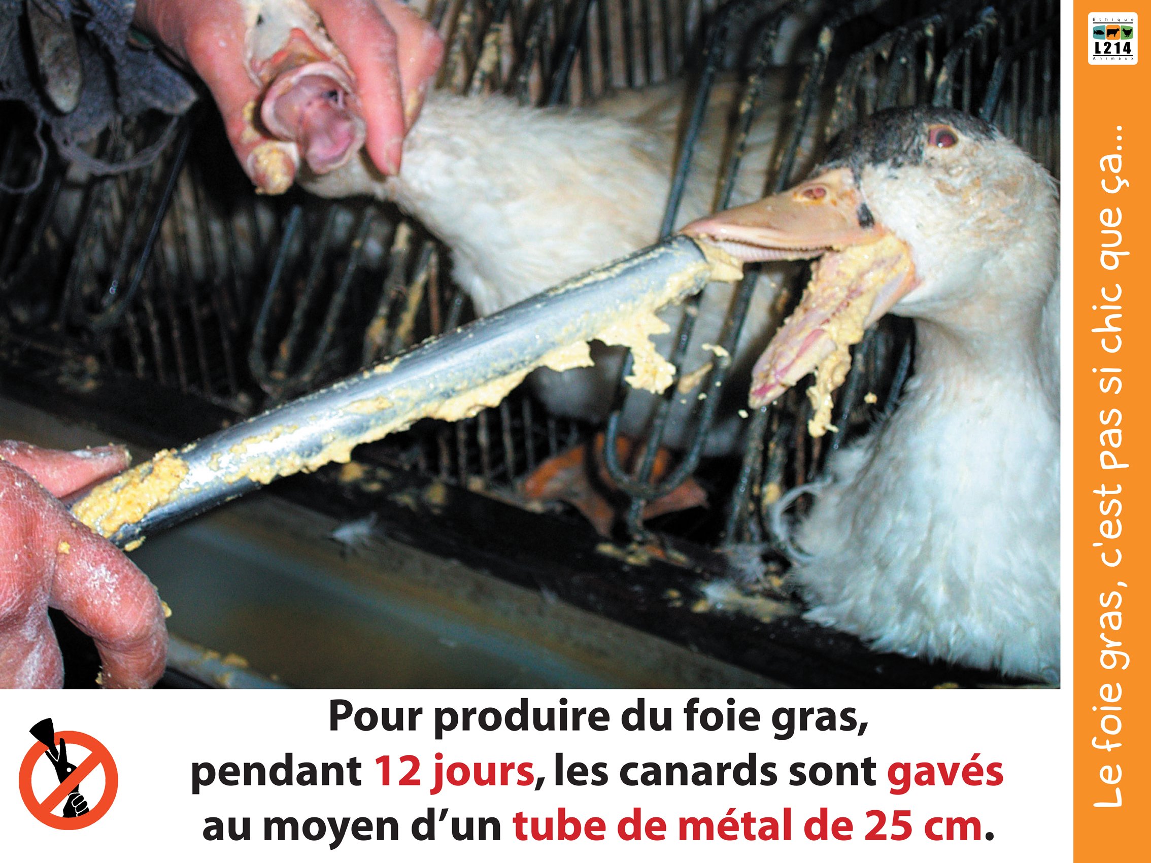 Marche pour un Noël sans foie gras à Pau reportée.