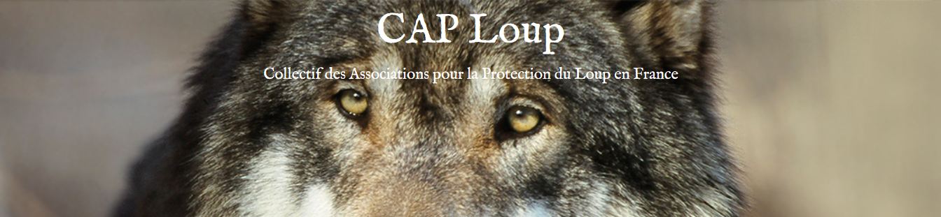 CAP Loup ecrit au préfet de Haute-Savoie concernant le dérochement des génisses de Champlaitier