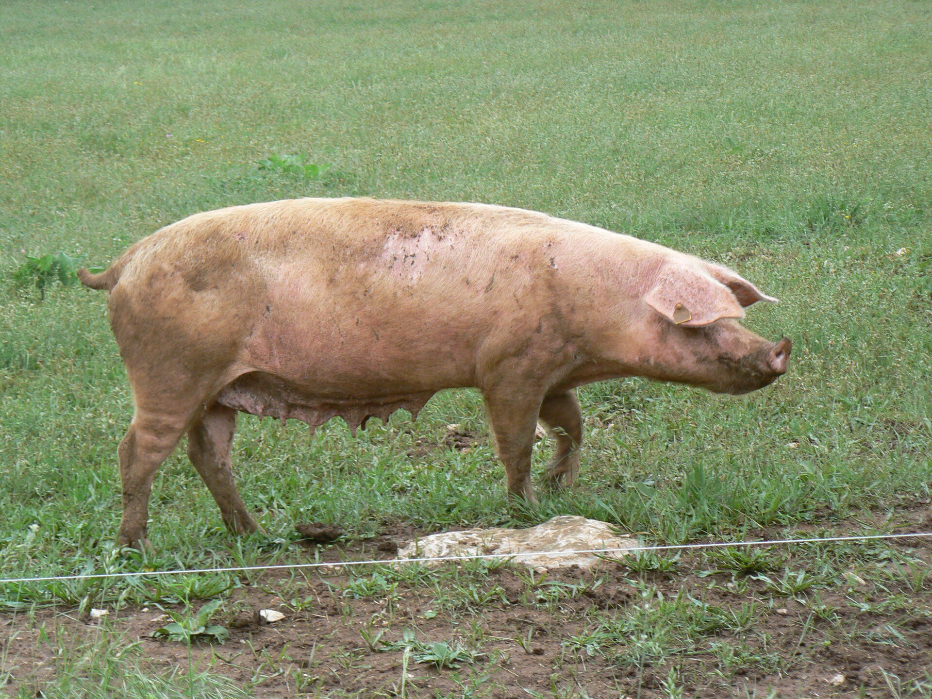 Fête du cochon à Arzacq : Animal Cross surveille…