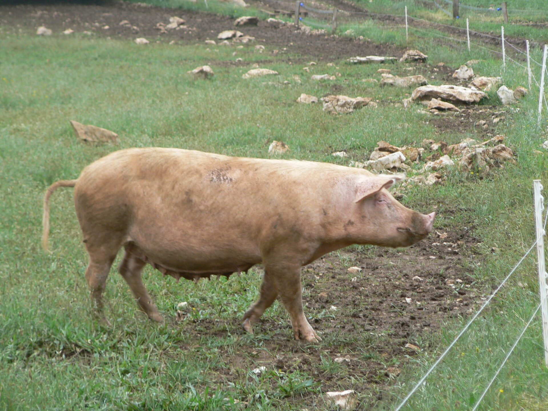 Arzacq remet au goût du jour la tradition honteuse du pèle porc