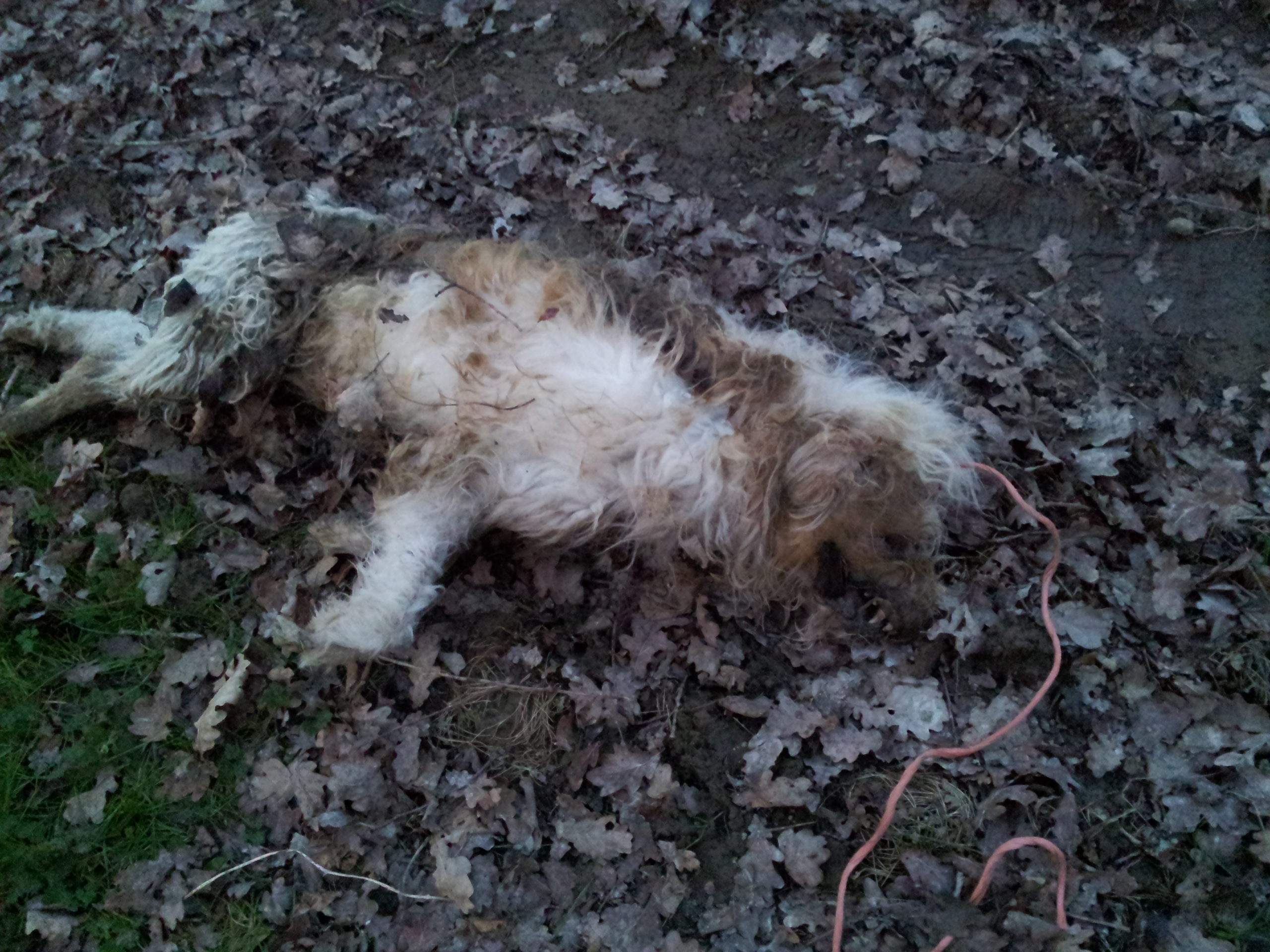 Pays basque : un chien retrouvé étranglé !