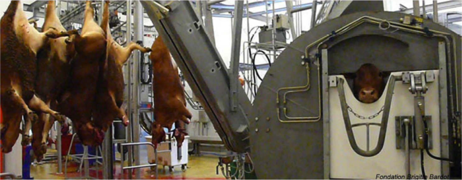 AG de la fédération nationale bovine à Guéret : le collectif NARG communique pour l’abandon du projet d’abattoir halal à Gueret