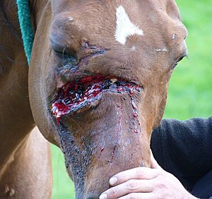 2 chevaux sauvagement agressés à Dinant en Belgique. Appel à témoins !
