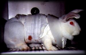 Expérimentation animale : bonnes nouvelles venues de Suisse