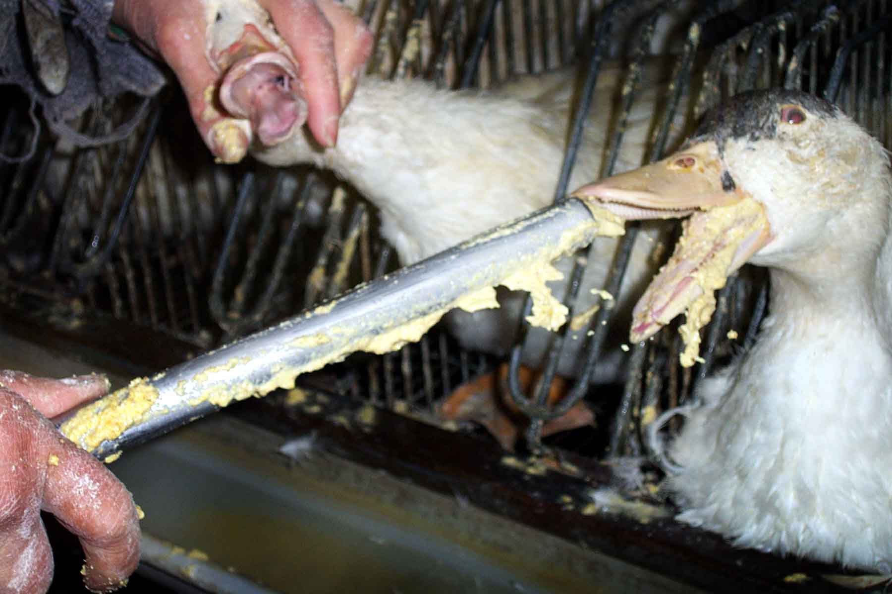 Polémique autour du foie gras