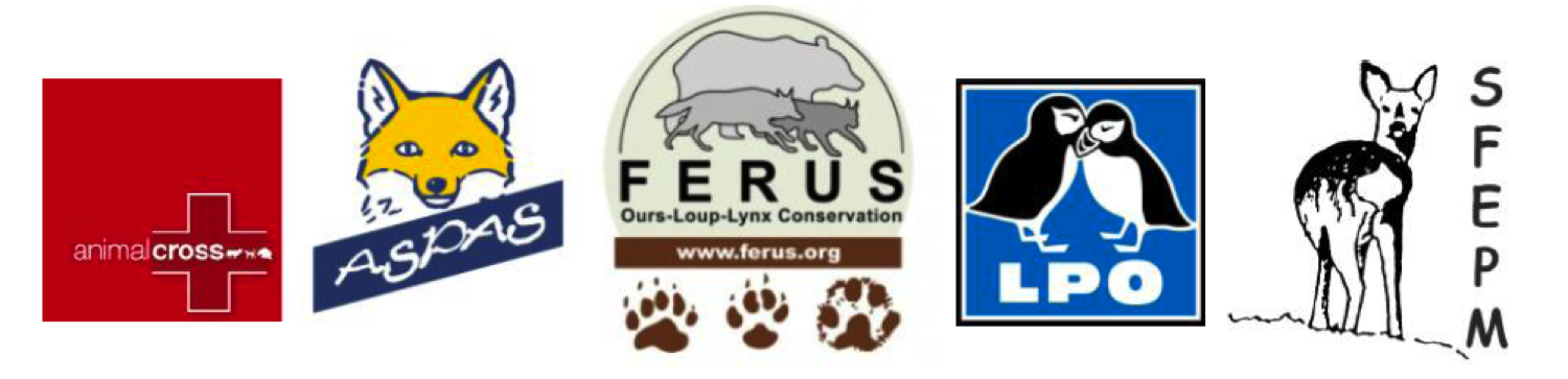 Le ministère de l’écologie veut former des chasseurs et des éleveurs à la destruction du loup
