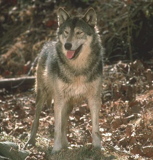 Le Préfet de Haute-Savoie a autorisé le tir de prélèvement d’un loup