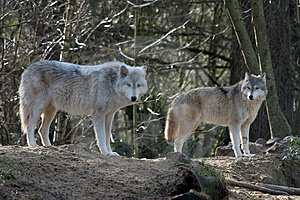 Loups : un plan de chasse déguisé pour une espèce protégée ?