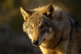 Urgent : écrire à vos sénateurs concernant le loup en France. A faire avant le 28/01/13