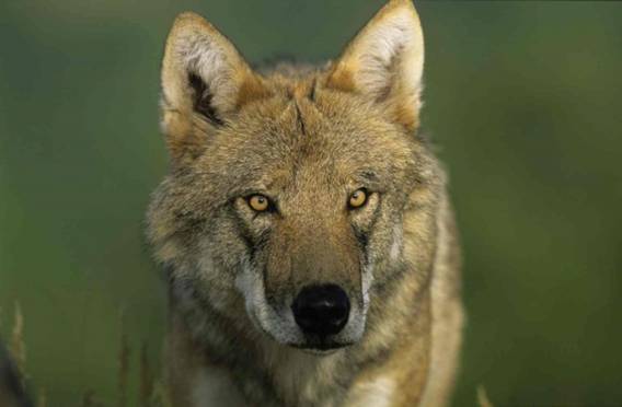 Consultation publique sur les tirs de loup : souhaitez-vous voir 36 loups abattus ? Alors exprimez-vous !