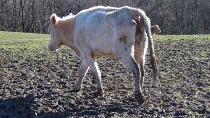 Un troupeau de bovins à l’agonie à Maslacq (64)