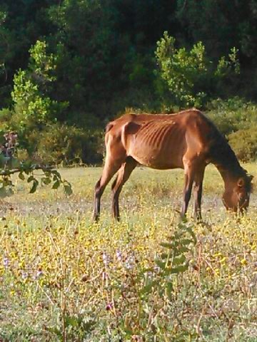 2 chevaux mourants sauvés in extremis en Haute Corse