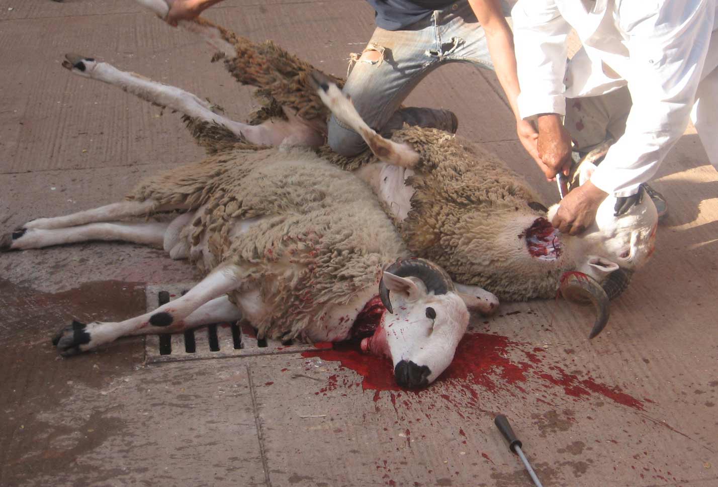 Fête de l’Aïd : les moutons agonisent quand les autres festoient.