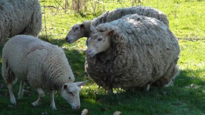 Sauvetage de 5 moutons dans un village des Pyrénées Atlantiques