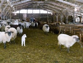Abandon et maltraitance de moutons à Saint Jean d’Aulps : 1 an de prison