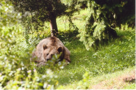 Pyrénées : Non, les éleveurs n’ont pas droit de vie et de mort sur l’ours !