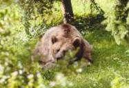 Lâcher d’une ourse dans les Pyrénées au printemps : dîtes OUI !
