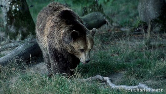 Renforcement de la population d’ours : enfin un premier pas !