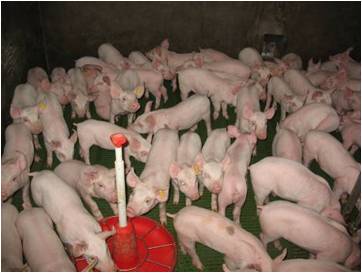 Projet de ferme-usine des 6500 porcs à Escoubès (64) : Animal Cross contribue à l’enquête publique