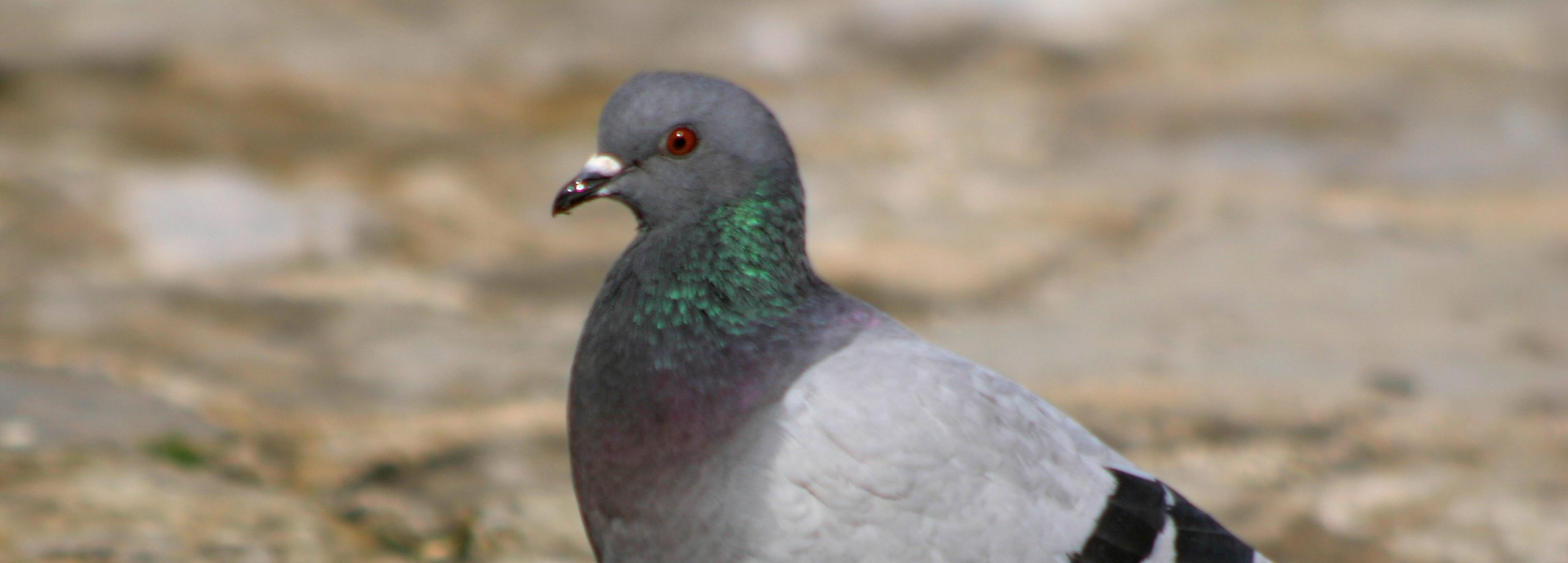 Battues aux pigeons : faites savoir ce que vous en pensez !