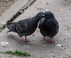 Un espoir pour les pigeons à Pau