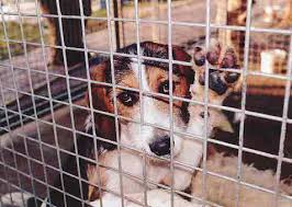 Choix d’un prestataire privé pour la fourrière de Pau : un mauvais coup porté aux animaux (septembre 2015)