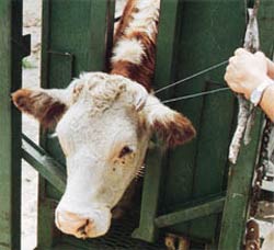 Ecornage des vaches : encore des souffrances causées aux animaux. La loi sur l’anesthésie n’est pas respectée