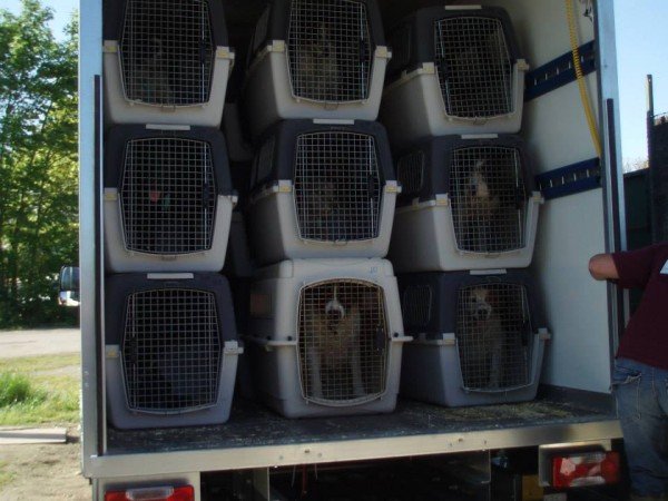 Animal Cross se porte partie civile dans le procès des 24 chiens de la SPA de Tarbes