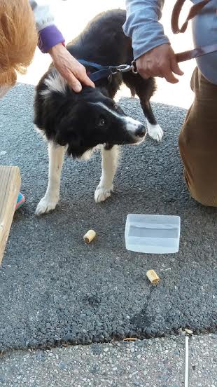 Lassie, sauvée à Megève