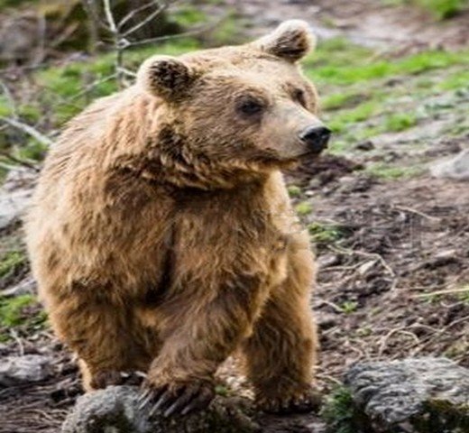 Communiqué de presse : Toujours pas de décision pour la conservation de l’ours dans les Pyrénées
