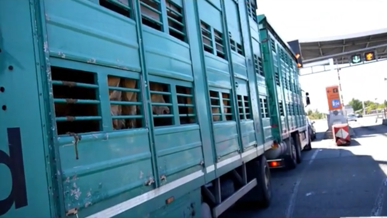 Journée de commémoration internationale pour dire stop aux transport d’animaux longe distance : Animal Cross enquête sur l’autoroute près de Montauban