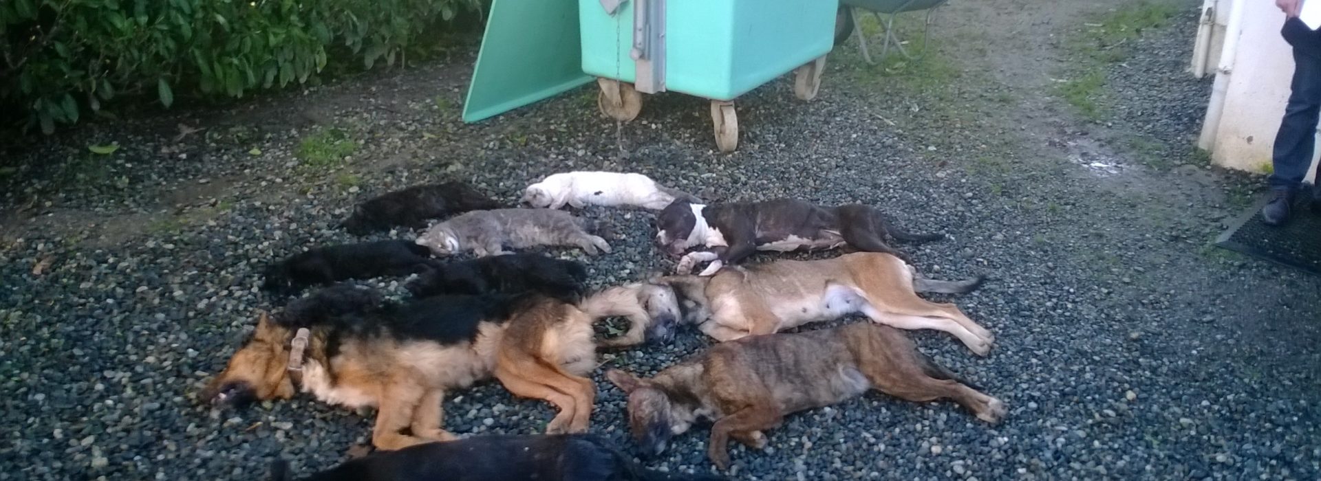 chiens euthanasiés à la SPA de Pau 2010-2014
