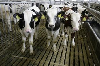 Agissez contre la ferme des 800 veaux en Bretagne