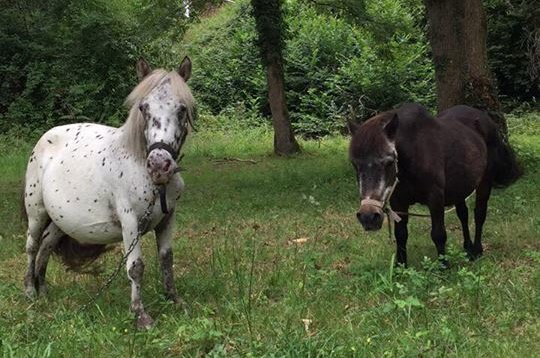Animal Cross a recueilli 2 poneys laissés sans nourriture pendant plusieurs semaines.