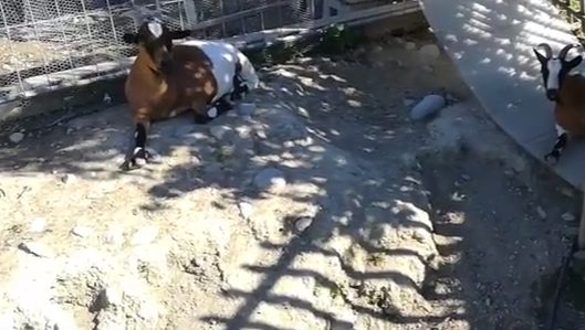 2 chèvres retirées à leur propriétaire à Douvaine (74)