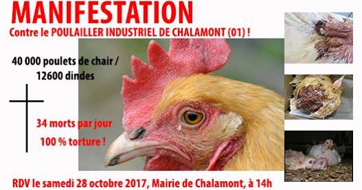 Mobilisons-nous contre le nouveau mouroir à dindes et poulets de Chalamont (01) !