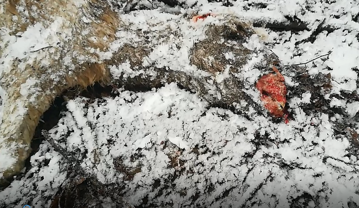 St Gervais : découverte d’un ânon mort et de 2 ânesses affamées