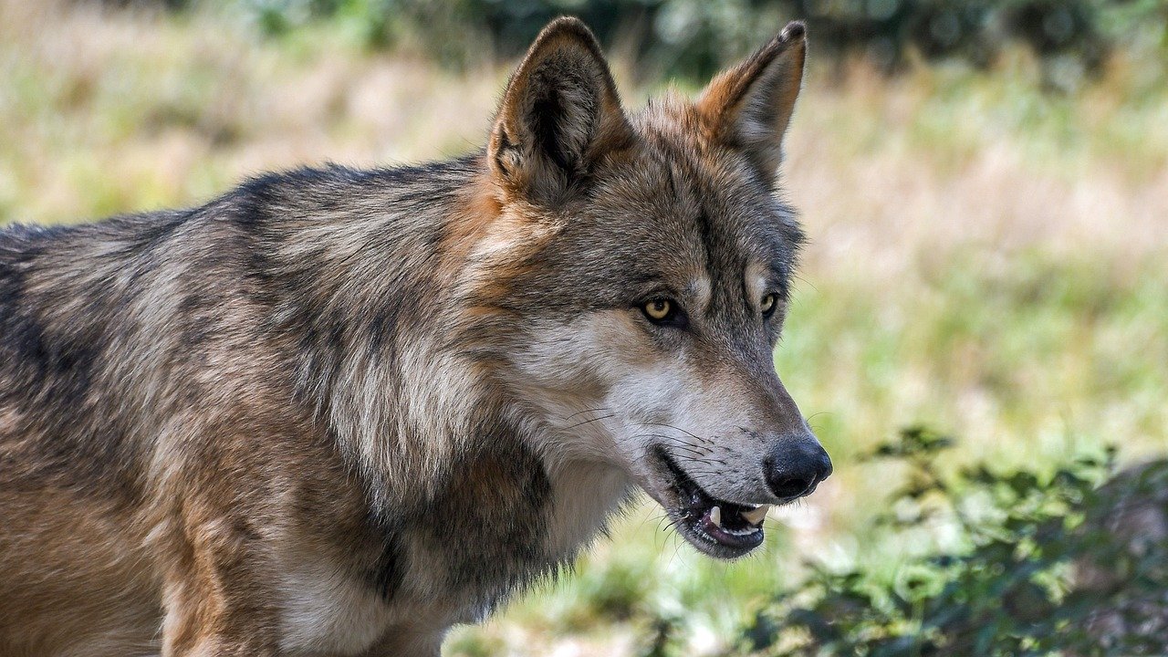 Consultation publique sur le loup : mobilisons-nous avant le 13 septembre