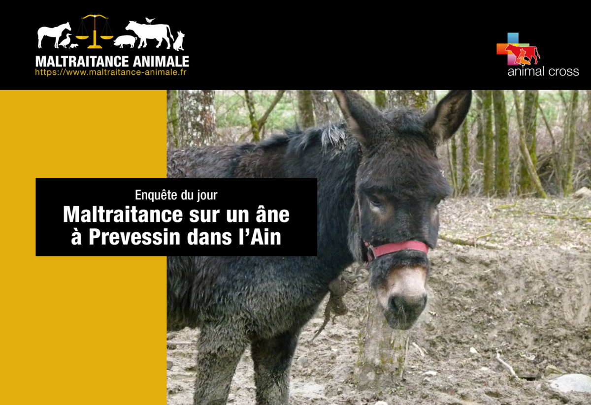 Animal Cross sauve un âne à Prévessin (01)
