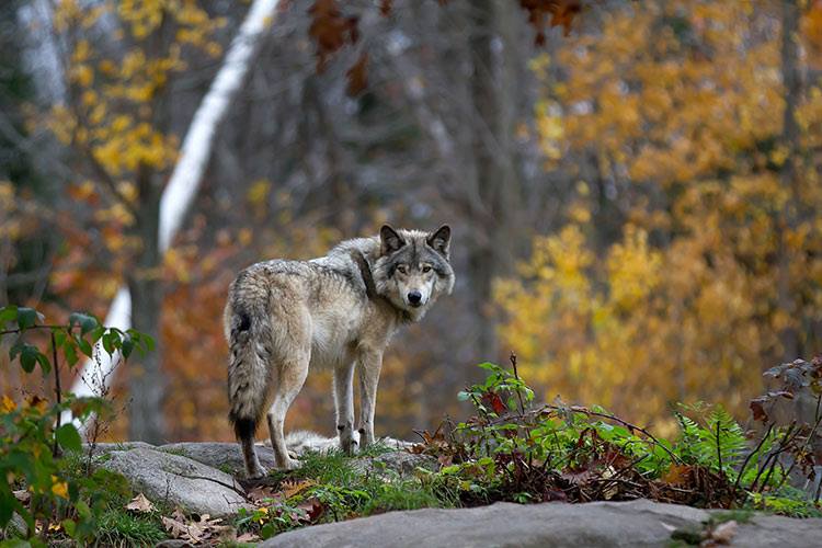 Incitation au braconnage du loup en Haute-Savoie : Animal Cross accuse !