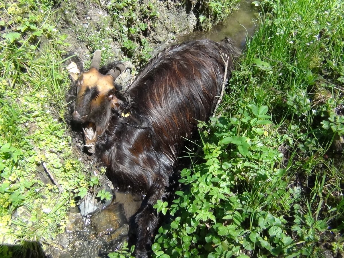 Ourdon (65) : plus d’une dizaine de cadavres d’animaux identifiés chez un éleveur