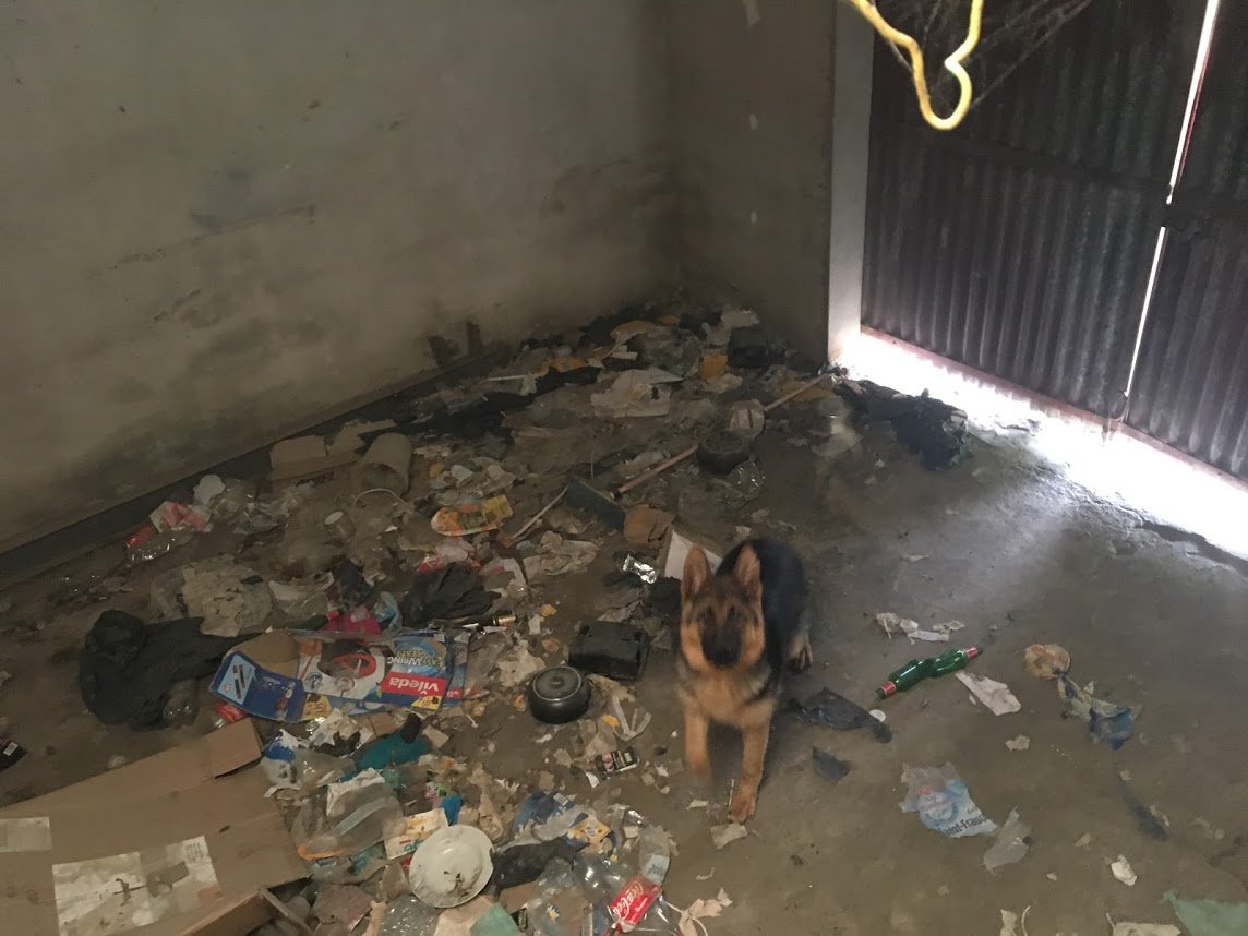 Norka, chienne berger allemand de 8 mois sortie de l’enfer d’un garage poubelle