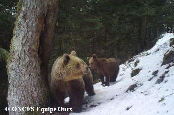 Lancement de la consultation du public sur le projet de lâcher de deux ourses dans les Pyrénées Occidentales du 25 juin au 25 juillet : mobilisons-nous !