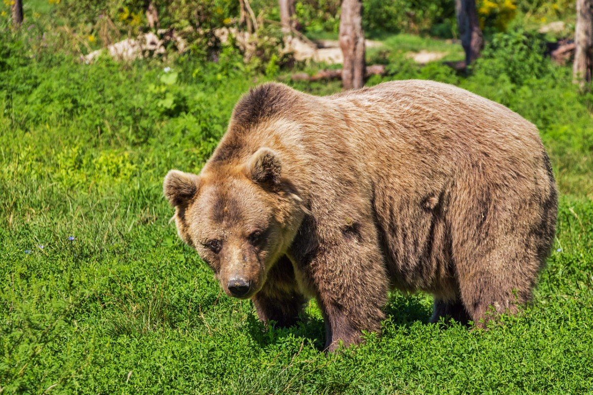 Appel à s’exprimer contre l’effarouchement des ours dans les Pyrénées