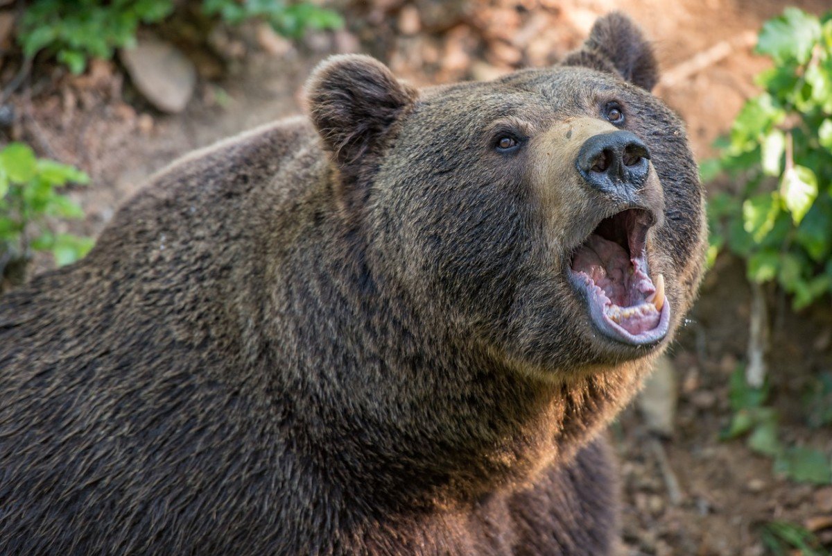 Désarmez les éleveurs qui traquent les ourses nouvellement introduites dans les Pyrénées