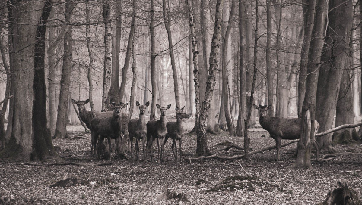 Office National des Forêts (ONF) : le plus grand “tour operator” de la chasse en France