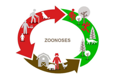 Zoonoses : Et si c’était l’homme qui transmettait ses maladies aux animaux ?