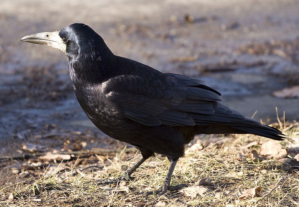 Corbeau freux - LPO (Ligue pour la Protection des Oiseaux) - Agir pour la  biodiversité
